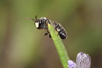  Hylaeus signatus (Panzer, 1798)