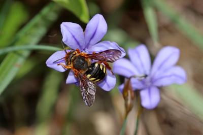  Rhodanthidium septemdentatum (Latreille, 1809)