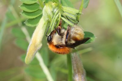 Bourdon variable Bombus humilis Illiger, 1806