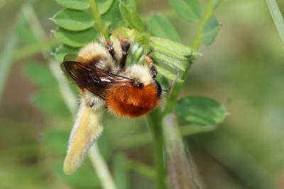 Bourdon variable Bombus humilis Illiger, 1806