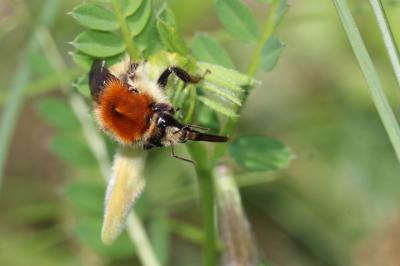 Bourdon variable Bombus humilis Illiger, 1806