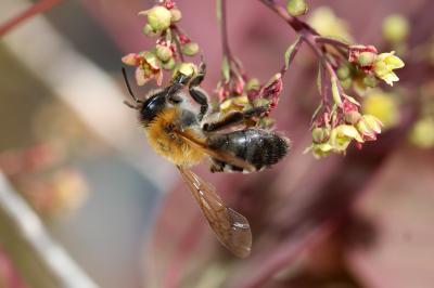  Andrena nitida (Müller, 1776)