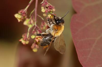  Andrena nitida (Müller, 1776)
