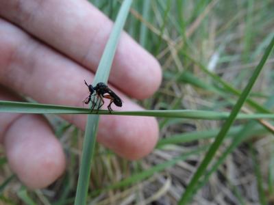  Dioctria claripennis Villeneuve, 1908