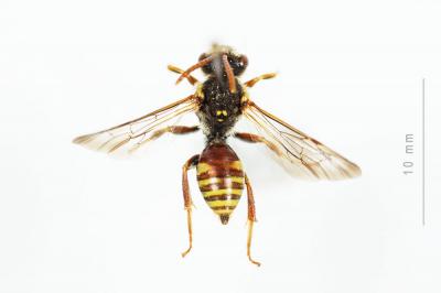  Nomada hungarica Dalla Torre & Friese, 1894