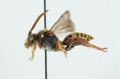  Nomada hungarica Dalla Torre & Friese, 1894