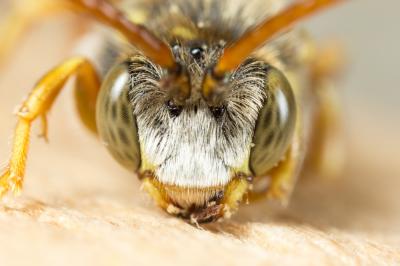  Nomada hungarica Dalla Torre & Friese, 1894