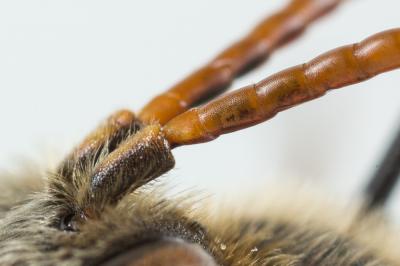  Nomada hungarica Dalla Torre & Friese, 1894