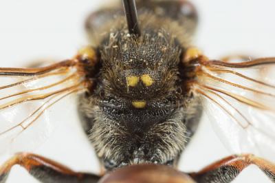  Nomada hungarica Dalla Torre & Friese, 1894