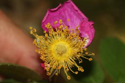 Rose de France, Rosier de Provence Rosa gallica L., 1753