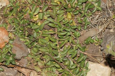 Véronique officinale, Herbe aux ladres Veronica officinalis L., 1753