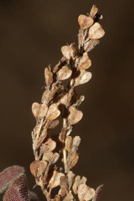 Véronique officinale, Herbe aux ladres Veronica officinalis L., 1753