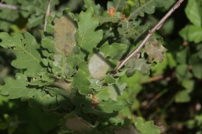  Acrocercops brongniardella (Fabricius, 1798)