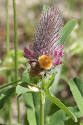 Bourdon des champs Bombus pascuorum (Scopoli, 1763)