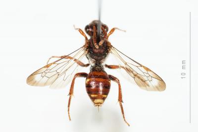  Nomada alboguttata Herrich-Schäffer, 1839