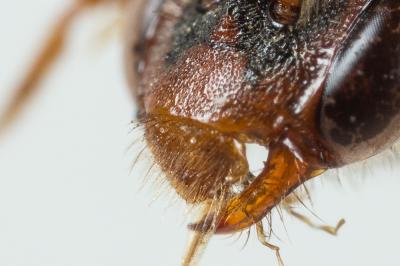  Nomada alboguttata Herrich-Schäffer, 1839
