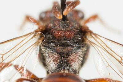  Nomada alboguttata Herrich-Schäffer, 1839