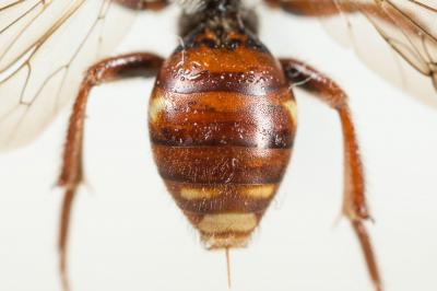  Nomada alboguttata Herrich-Schäffer, 1839