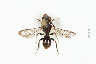  Nomada distinguenda Morawitz, 1874