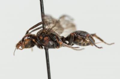  Nomada distinguenda Morawitz, 1874