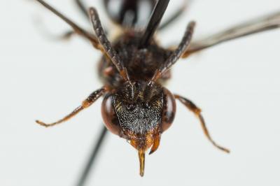  Nomada distinguenda Morawitz, 1874