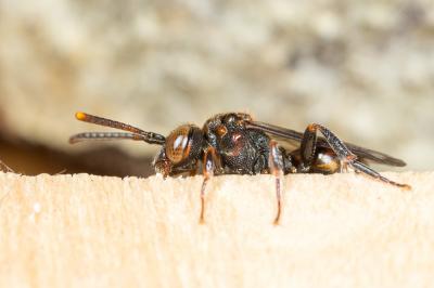  Nomada distinguenda Morawitz, 1874