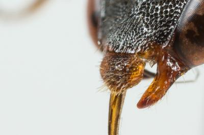  Nomada distinguenda Morawitz, 1874
