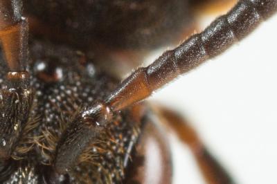  Nomada distinguenda Morawitz, 1874