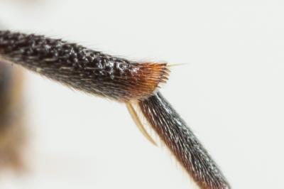  Nomada distinguenda Morawitz, 1874