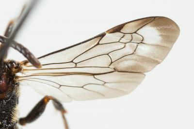  Nomada distinguenda Morawitz, 1874