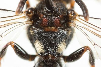  Nomada distinguenda Morawitz, 1874