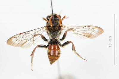  Nomada armata Herrich-Schäffer, 1839
