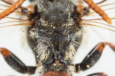  Nomada armata Herrich-Schäffer, 1839