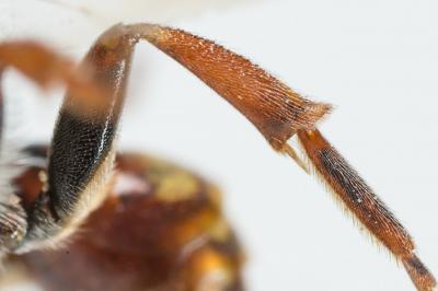  Nomada armata Herrich-Schäffer, 1839