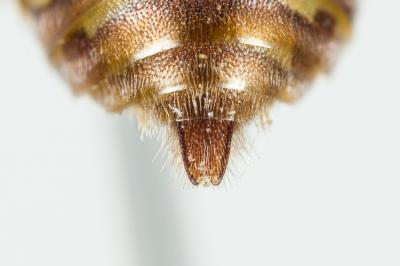  Nomada armata Herrich-Schäffer, 1839
