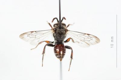  Nomada integra Brullé, 1832