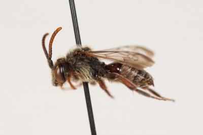  Nomada integra Brullé, 1832