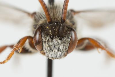  Nomada integra Brullé, 1832
