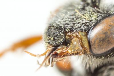  Nomada integra Brullé, 1832