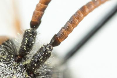  Nomada integra Brullé, 1832