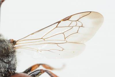  Nomada integra Brullé, 1832
