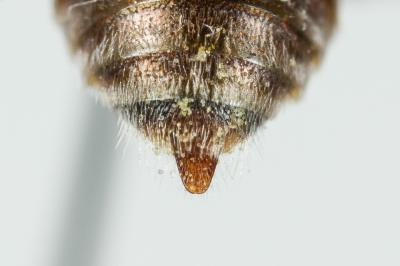  Nomada integra Brullé, 1832