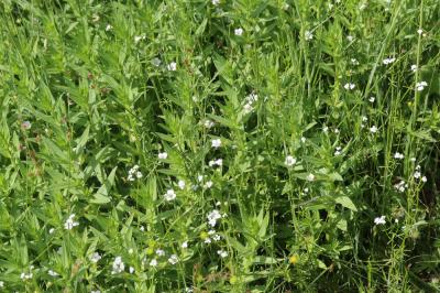 Gratiole officinale, Herbe au pauvre homme Gratiola officinalis L., 1753