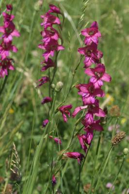 Glaïeul douteux Gladiolus dubius Guss., 1832
