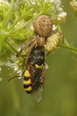 Mouche armée à ventre plat chargé à six lunules Stratiomys chamaeleon (Linnaeus, 1758)