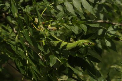 Lézard vert Lacerta bilineata Daudin, 1802