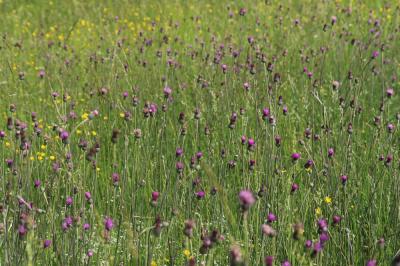 Cirse bulbeux Cirsium tuberosum (L.) All., 1785