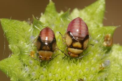  Strongylocoris obscurus (Rambur, 1839)
