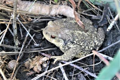 Crapaud épineux (Le) Bufo spinosus Daudin, 1803