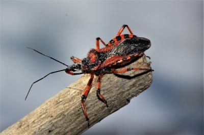 Rhynocoris iracundus (Poda, 1761)